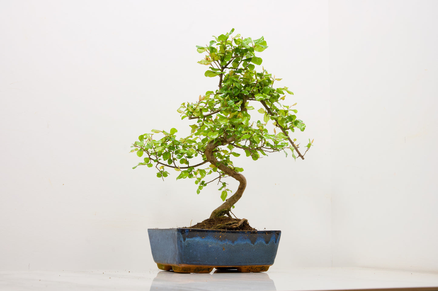 Chinese Sweet Plum Bonsai and Care Kit in 18cm Navy Ceramic Pot