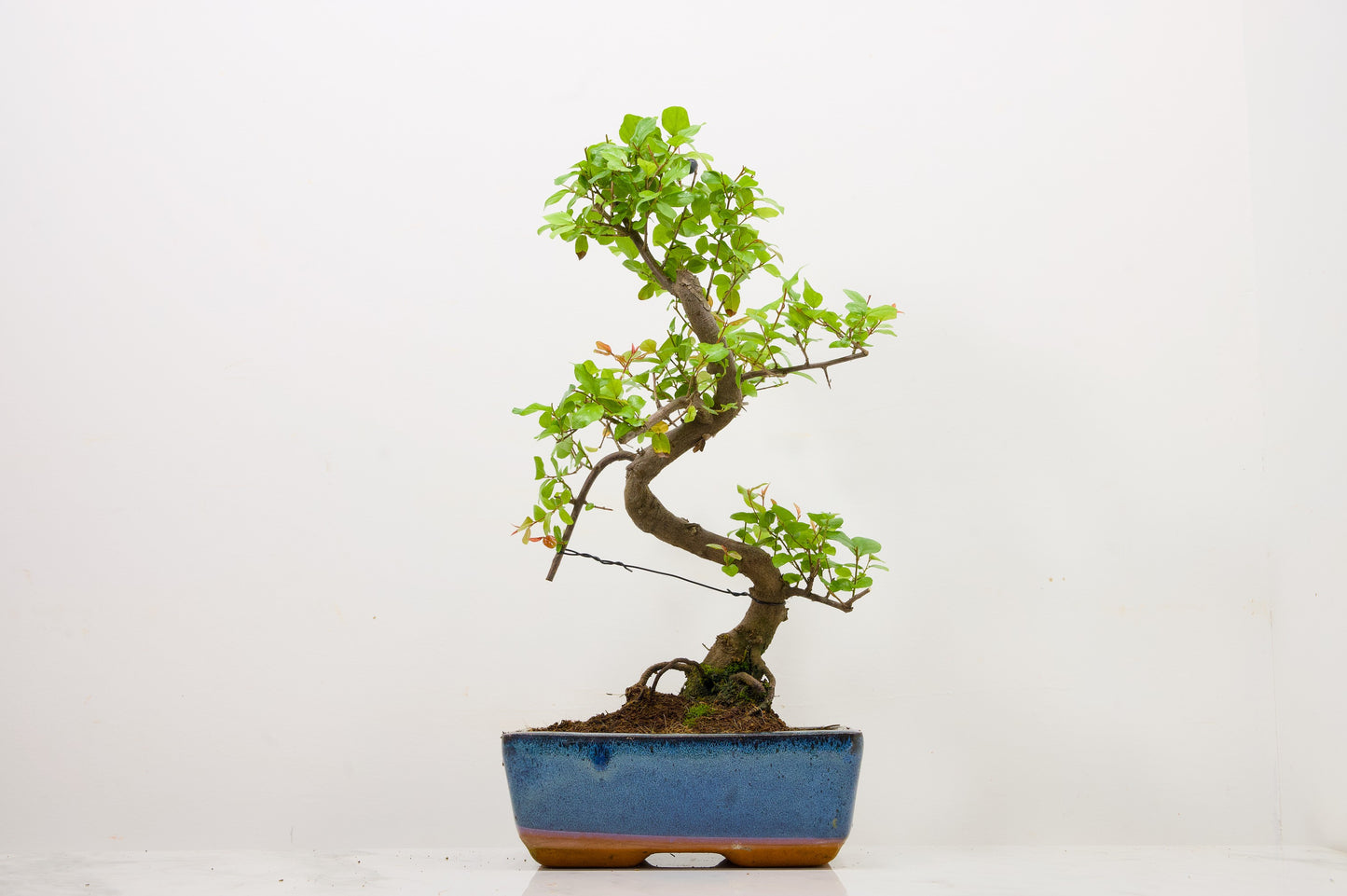 Chinese Sweet Plum Bonsai and Care Kit in 18cm Navy Ceramic Pot