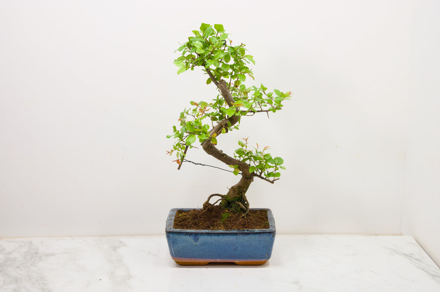 Chinese Sweet Plum Bonsai and Care Kit in 18cm Navy Ceramic Pot