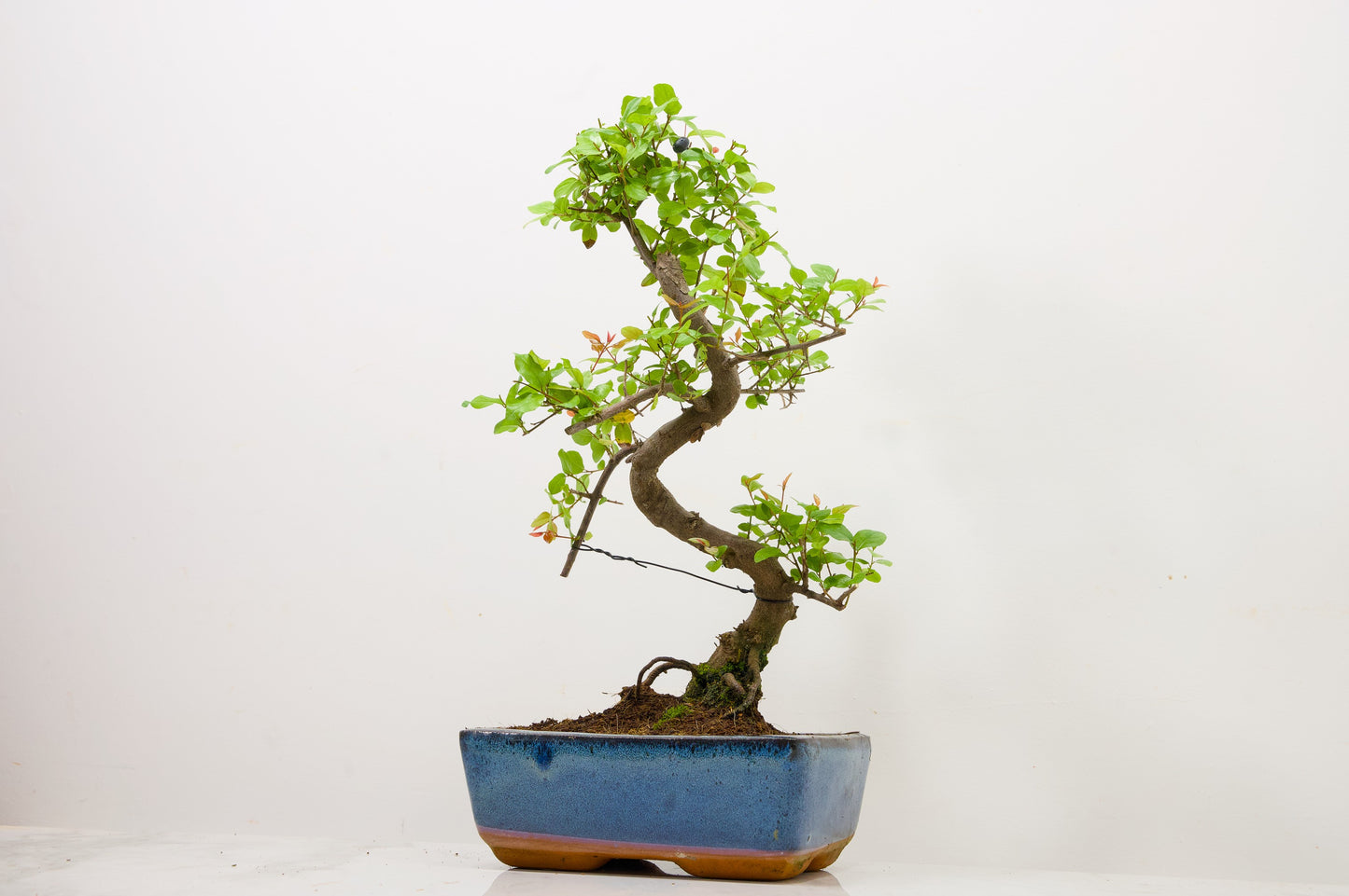 Chinese Sweet Plum Bonsai and Care Kit in 18cm Navy Ceramic Pot