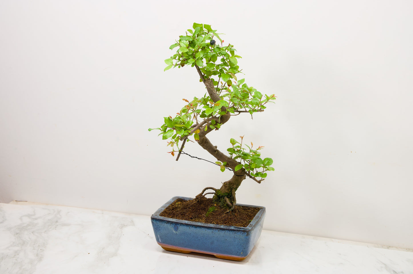 Chinese Sweet Plum Bonsai and Care Kit in 18cm Navy Ceramic Pot