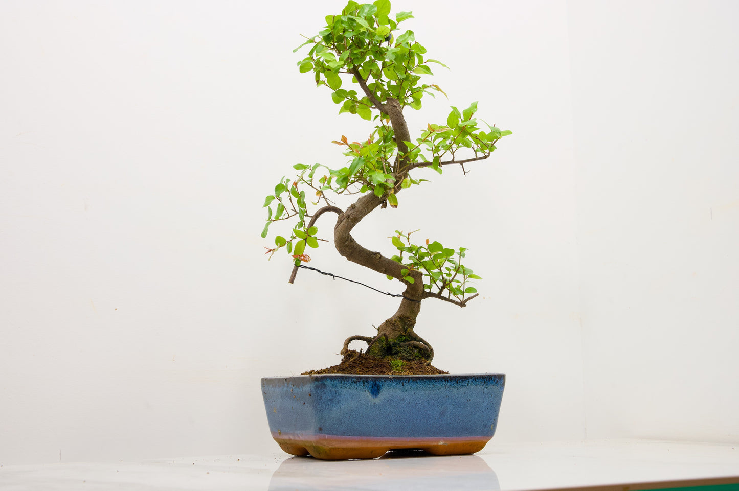 Chinese Sweet Plum Bonsai and Care Kit in 18cm Navy Ceramic Pot