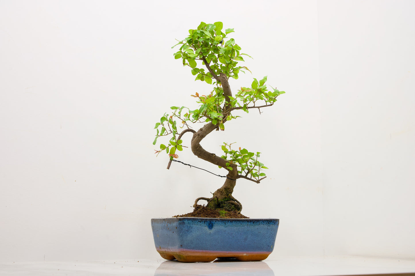 Chinese Sweet Plum Bonsai and Care Kit in 18cm Navy Ceramic Pot