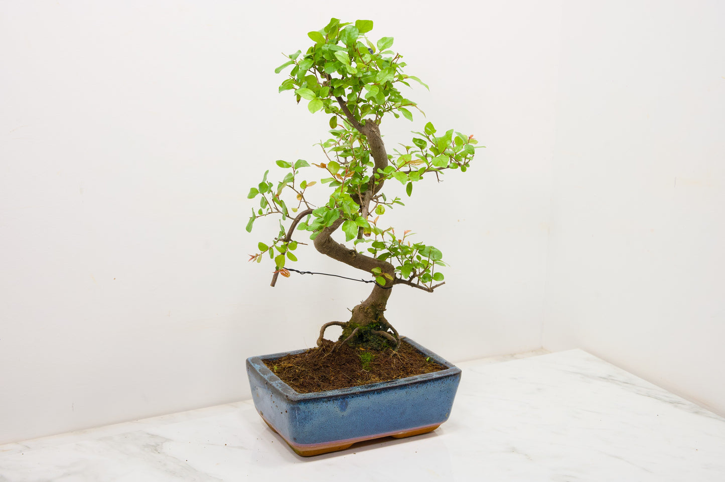 Chinese Sweet Plum Bonsai and Care Kit in 18cm Navy Ceramic Pot