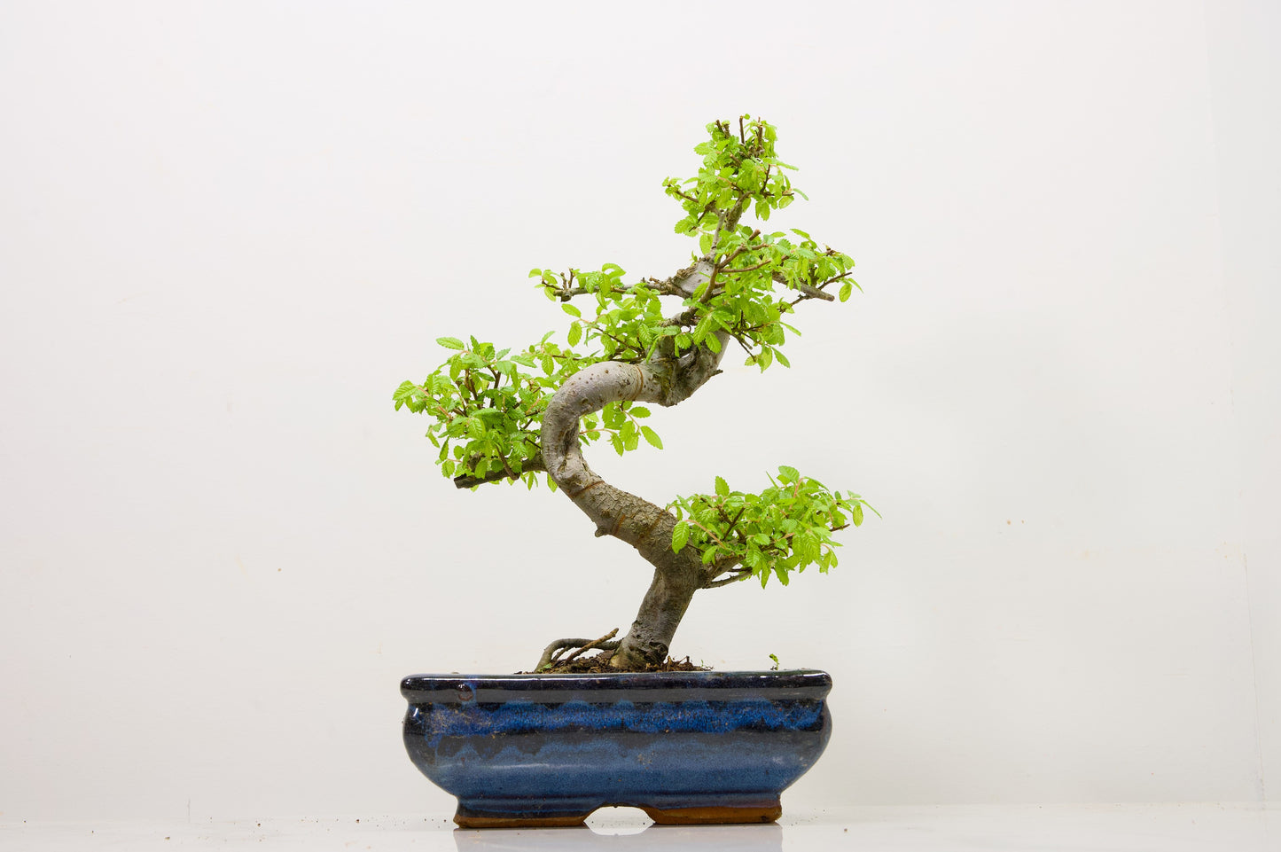 Chinese Elm Bonsai and Care Kit in 18cm Navy Ceramic Pot