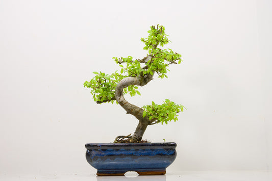 Chinese Elm Bonsai and Care Kit in 18cm Navy Ceramic Pot