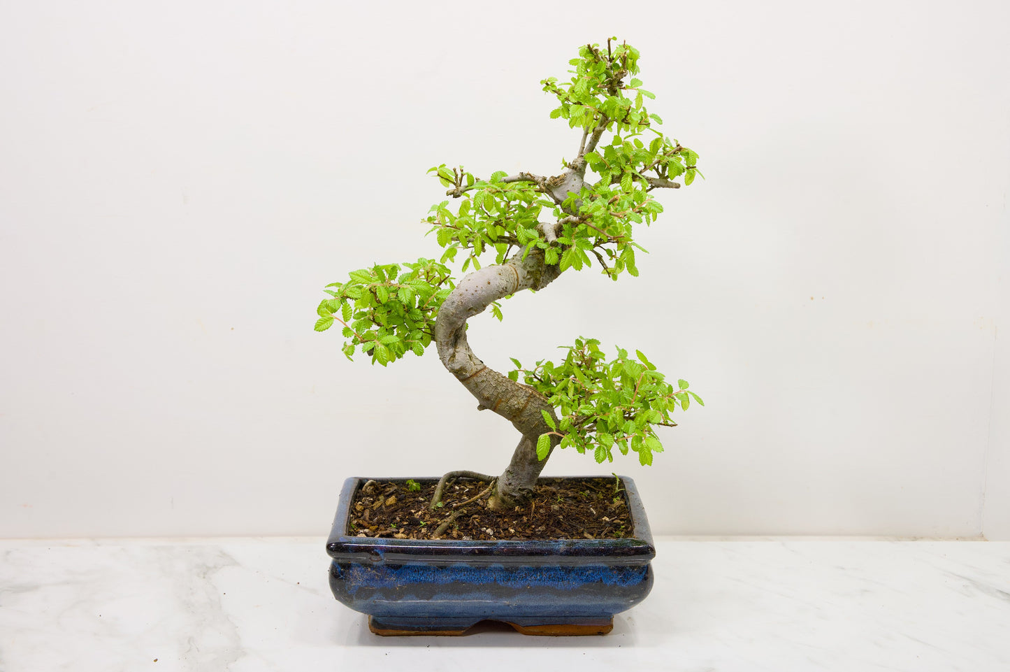 Chinese Elm Bonsai and Care Kit in 18cm Navy Ceramic Pot