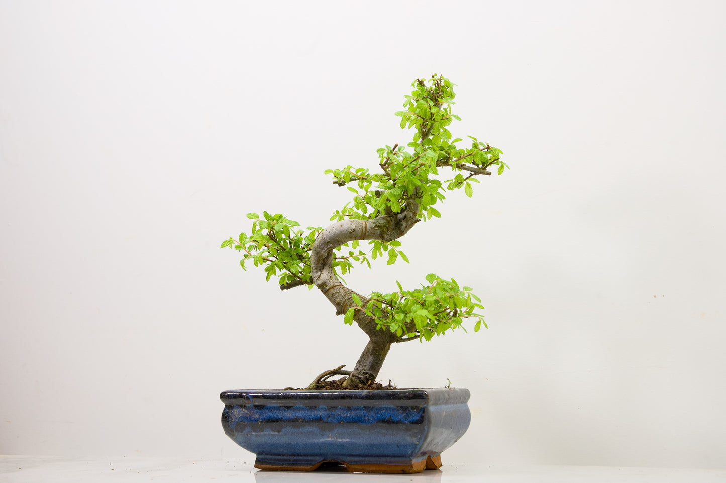 Chinese Elm Bonsai and Care Kit in 18cm Navy Ceramic Pot