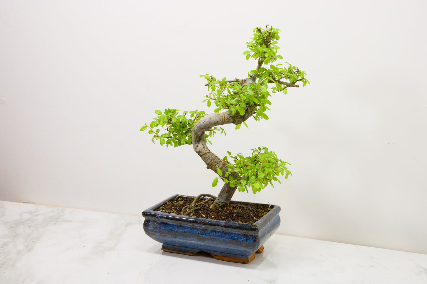 Chinese Elm Bonsai and Care Kit in 18cm Navy Ceramic Pot