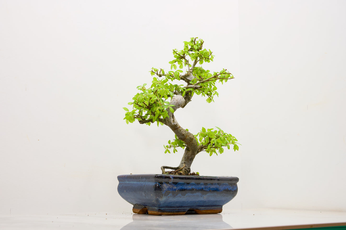 Chinese Elm Bonsai and Care Kit in 18cm Navy Ceramic Pot