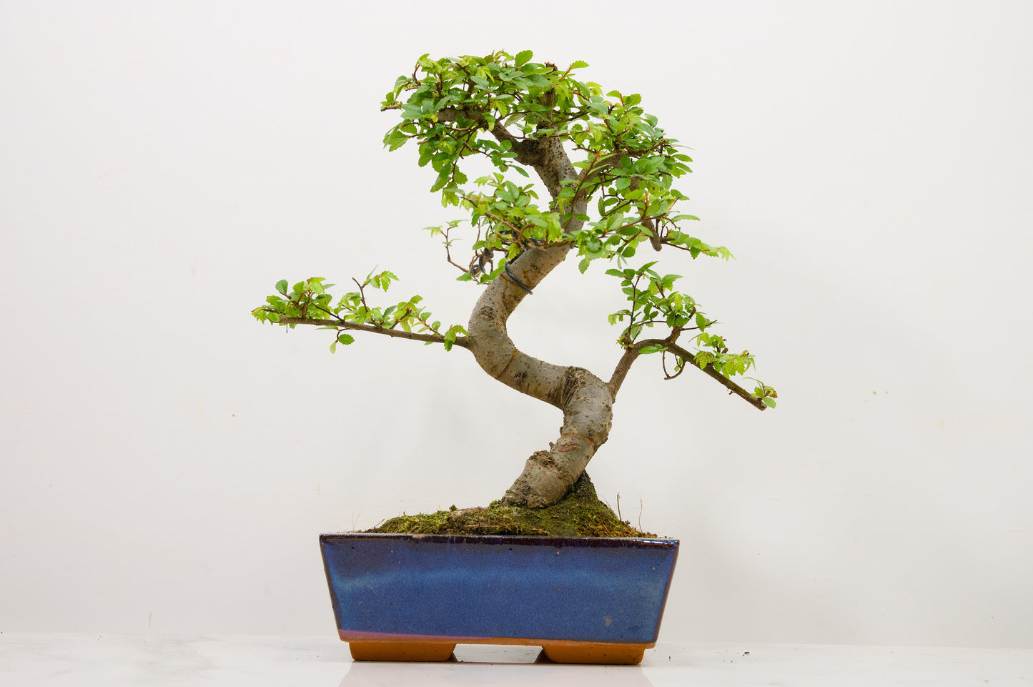 Chinese Elm Bonsai and Care Kit in 18cm Navy Ceramic Pot