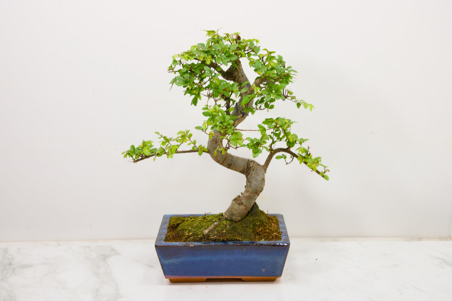 Chinese Elm Bonsai and Care Kit in 18cm Navy Ceramic Pot