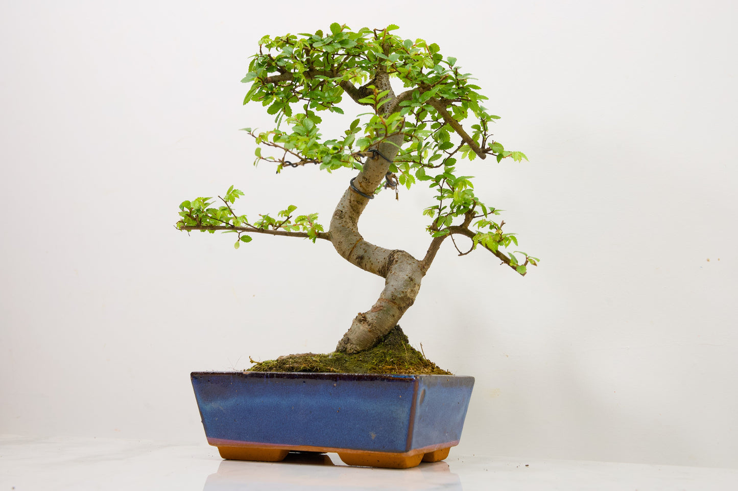 Chinese Elm Bonsai and Care Kit in 18cm Navy Ceramic Pot