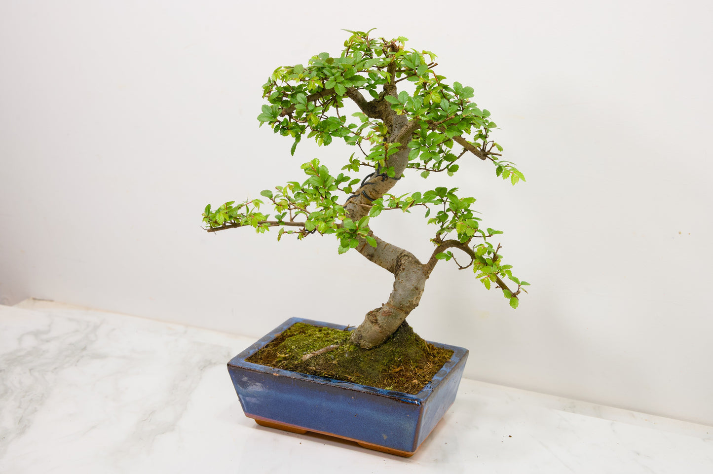 Chinese Elm Bonsai and Care Kit in 18cm Navy Ceramic Pot