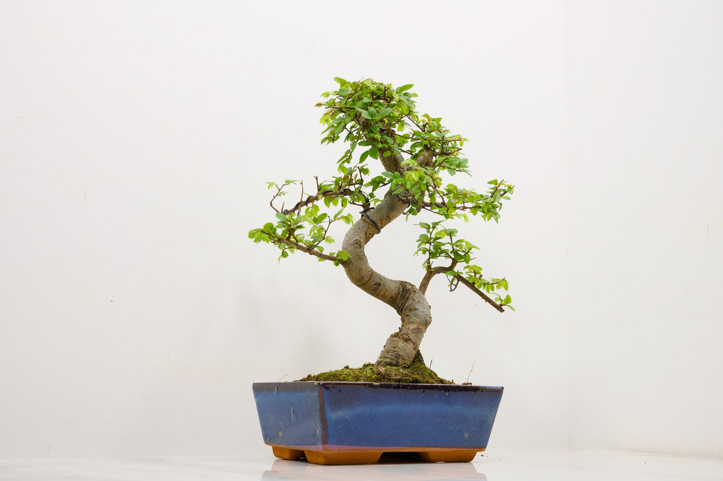 Chinese Elm Bonsai and Care Kit in 18cm Navy Ceramic Pot