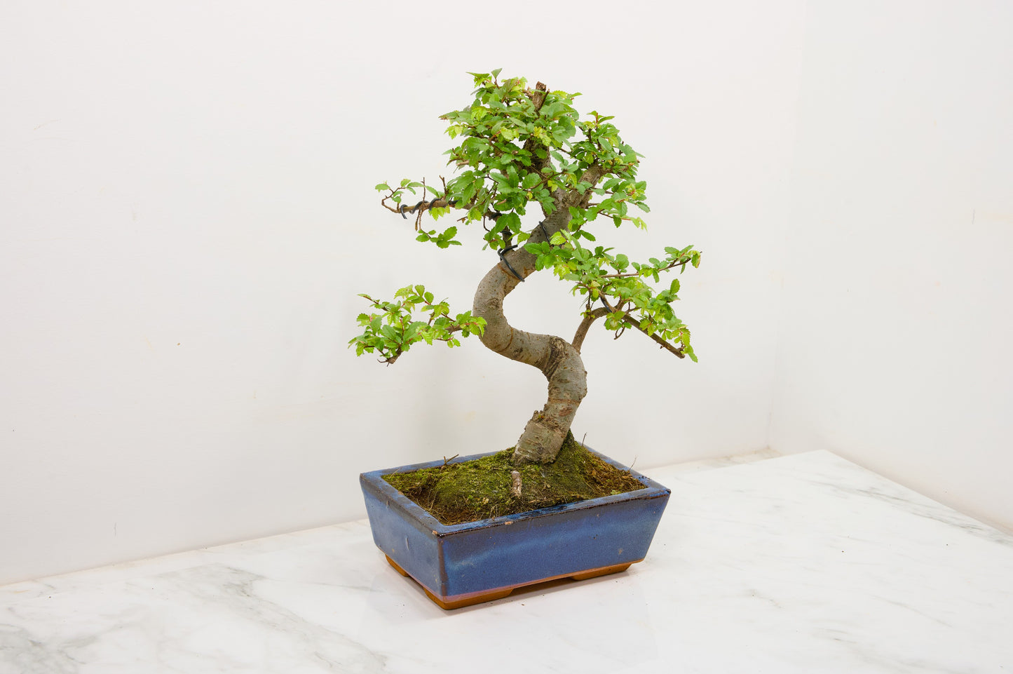 Chinese Elm Bonsai and Care Kit in 18cm Navy Ceramic Pot