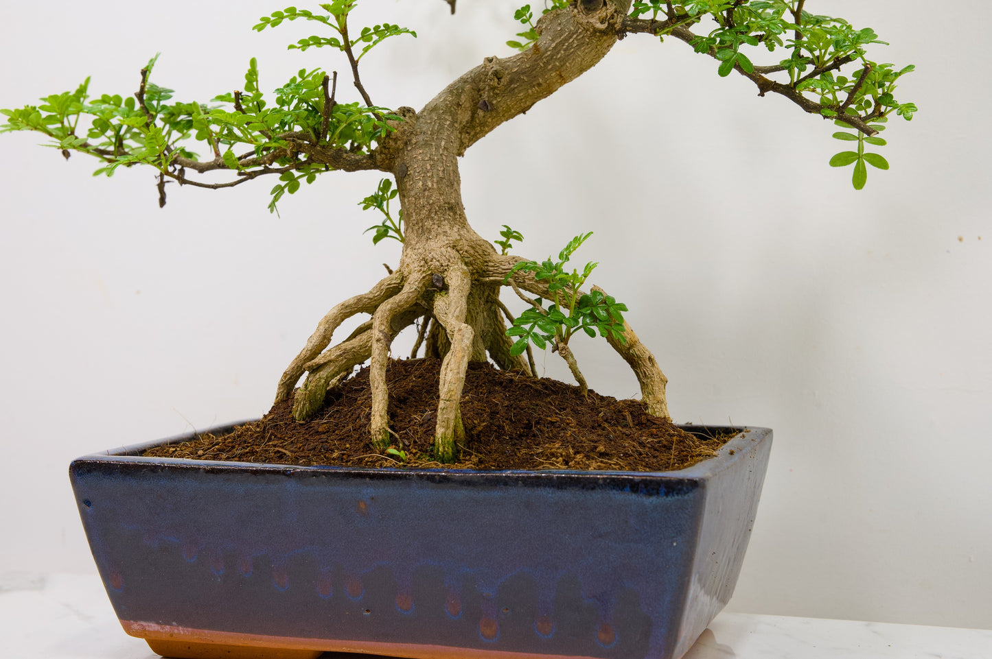 Japanese Pepper Bonsai  S Trunk - 25cm Blue Ceramic Pot