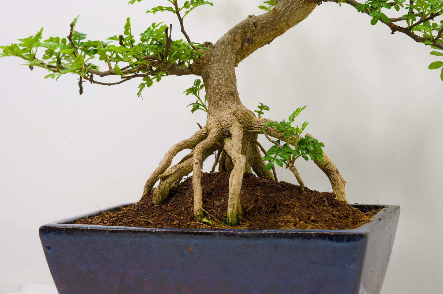 Japanese Pepper Bonsai  S Trunk - 25cm Blue Ceramic Pot