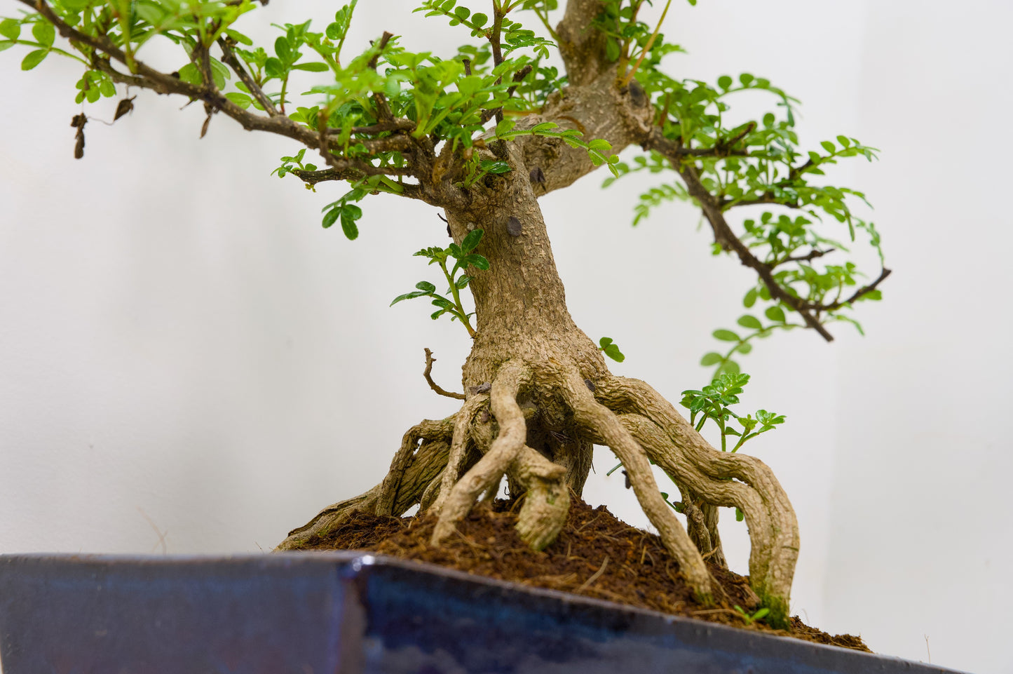 Japanese Pepper Bonsai  S Trunk - 25cm Blue Ceramic Pot