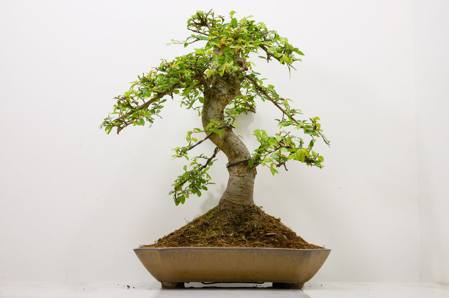 Large Chinese Elm Bonsai in a 28cm Venus Brown Dish