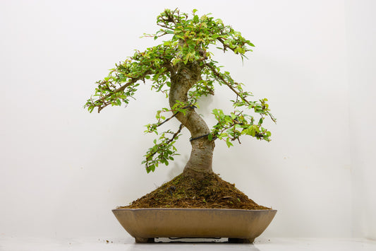 Large Chinese Elm Bonsai in a 28cm Venus Brown Dish