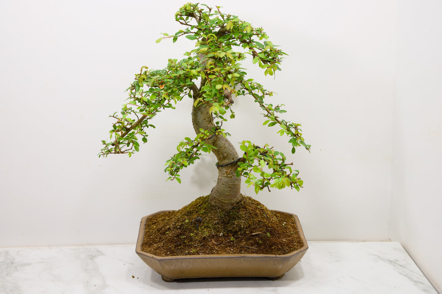 Large Chinese Elm Bonsai in a 28cm Venus Brown Dish