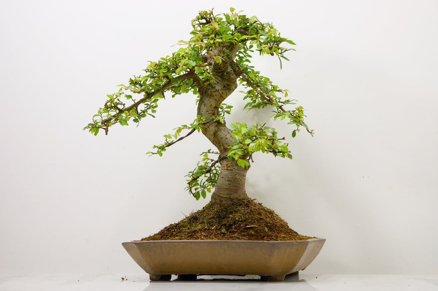Large Chinese Elm Bonsai in a 28cm Venus Brown Dish