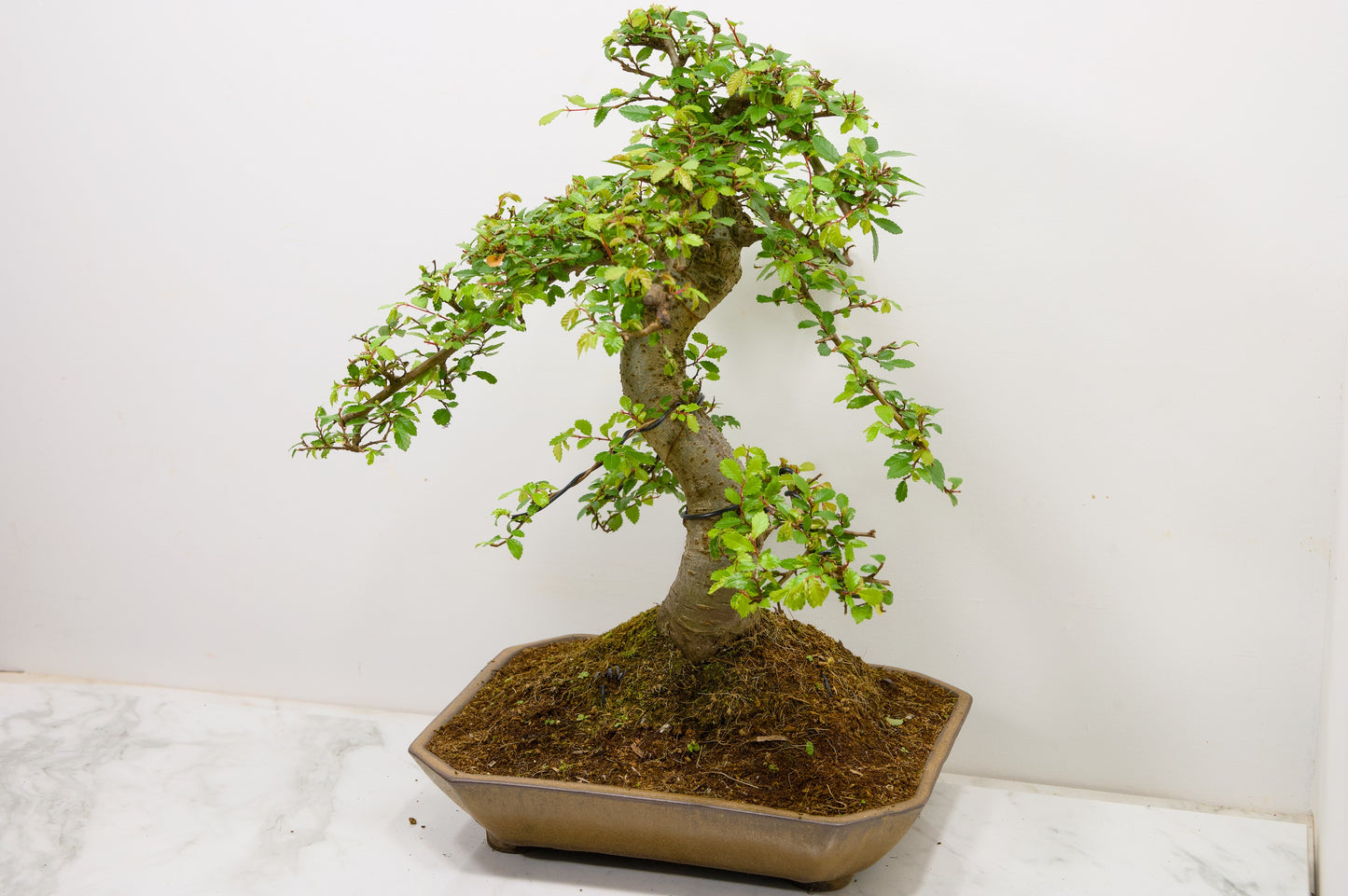 Large Chinese Elm Bonsai in a 28cm Venus Brown Dish
