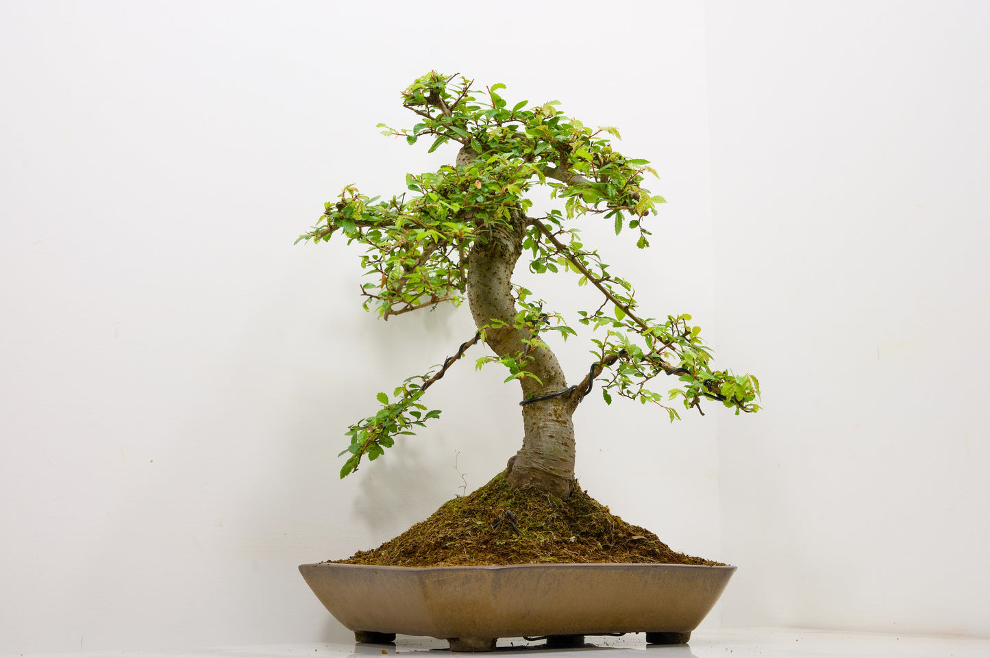 Large Chinese Elm Bonsai in a 28cm Venus Brown Dish