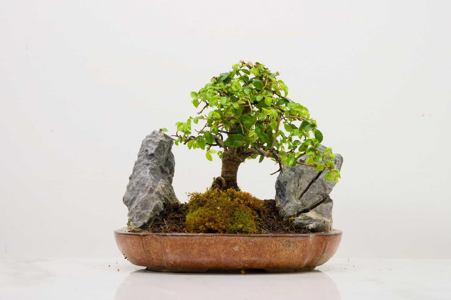 Chinese Elm / Rock Planting Bonsai & Care Kit in 22cm Ceramic Dish
