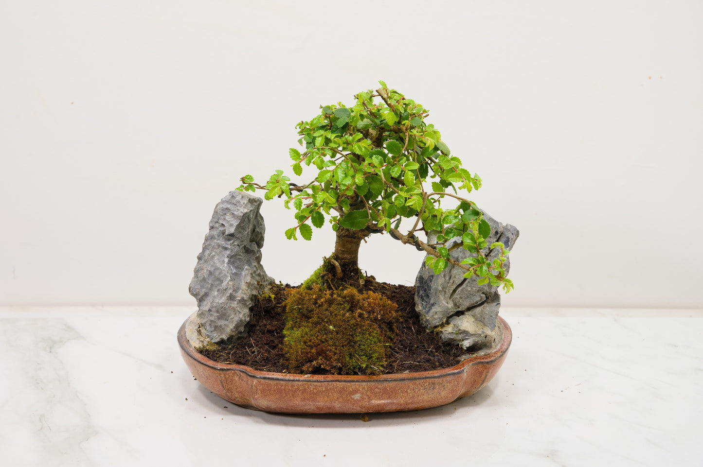 Chinese Elm / Rock Planting Bonsai & Care Kit in 22cm Ceramic Dish