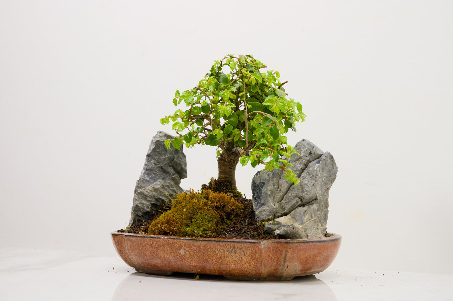 Chinese Elm / Rock Planting Bonsai & Care Kit in 22cm Ceramic Dish