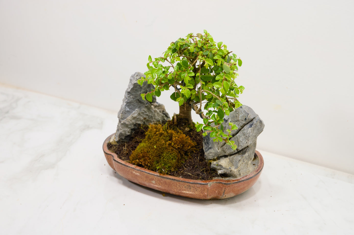 Chinese Elm / Rock Planting Bonsai & Care Kit in 22cm Ceramic Dish