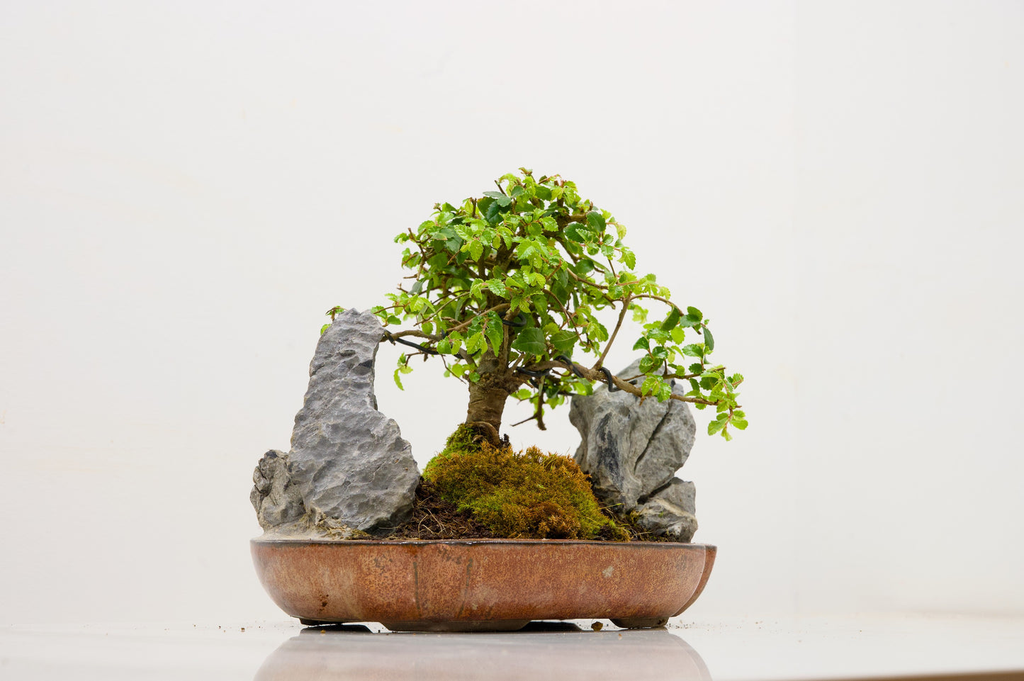 Chinese Elm / Rock Planting Bonsai & Care Kit in 22cm Ceramic Dish