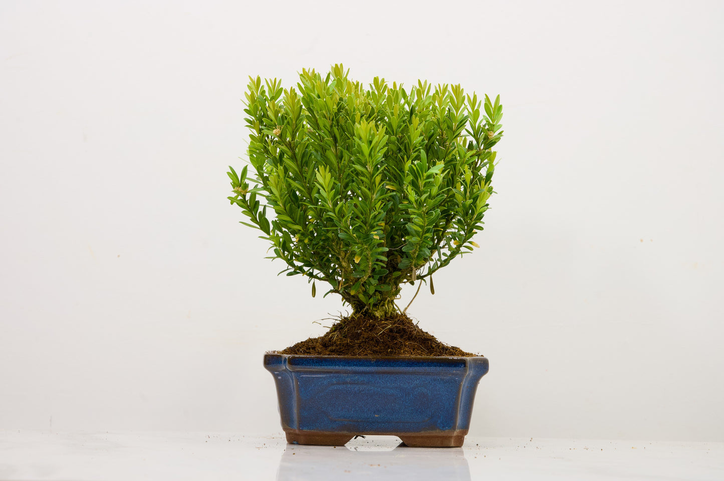 Chinese Box  Bonsai Tree Broom Style  - 15cm Blue Ceramic Pot