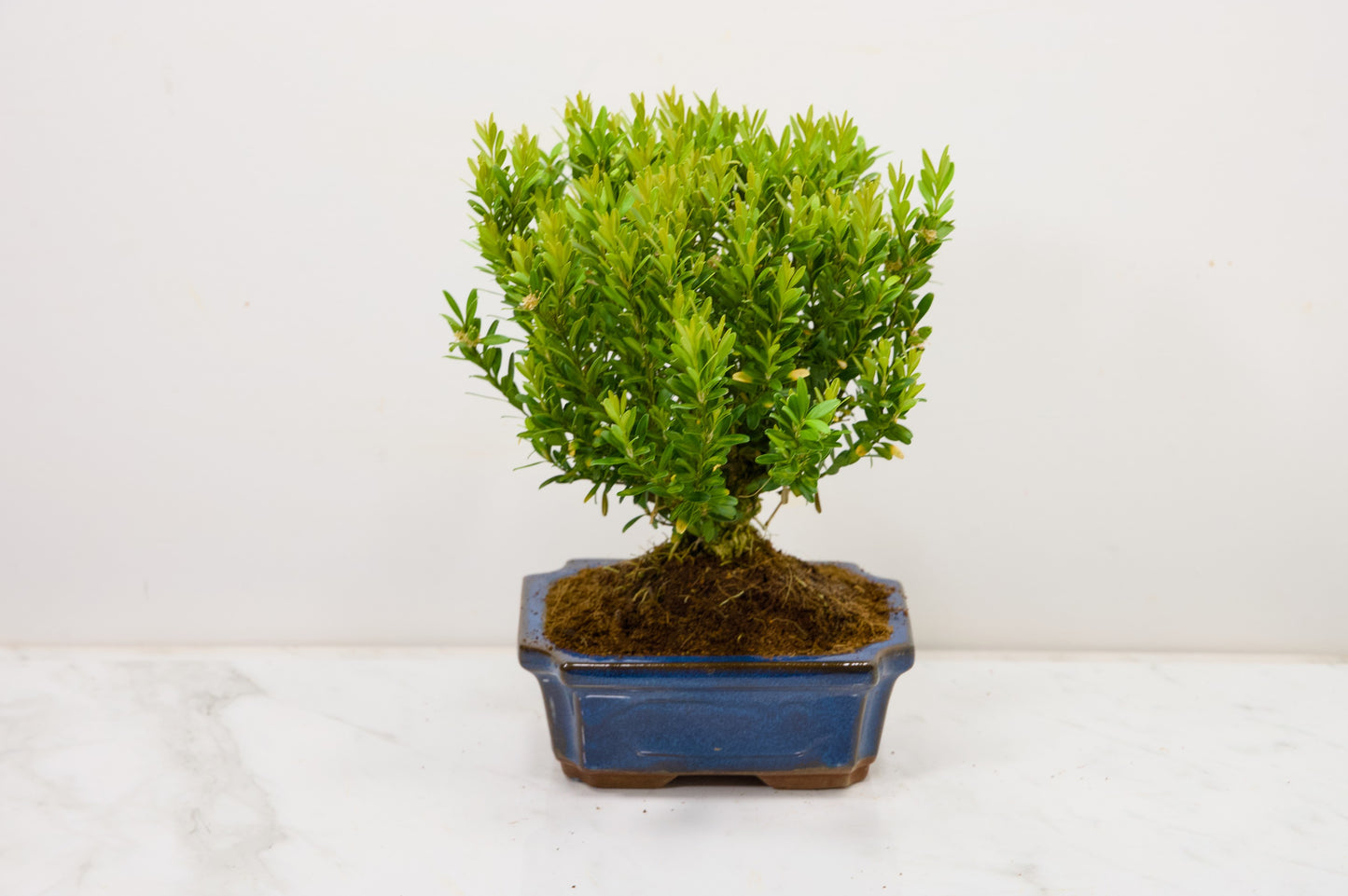 Chinese Box  Bonsai Tree Broom Style  - 15cm Blue Ceramic Pot