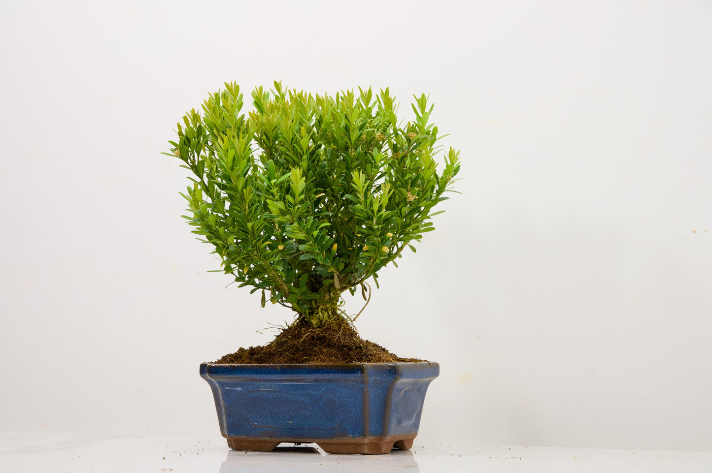 Chinese Box  Bonsai Tree Broom Style  - 15cm Blue Ceramic Pot