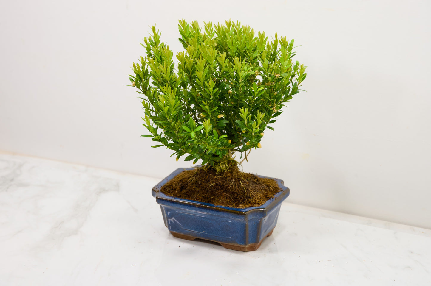 Chinese Box  Bonsai Tree Broom Style  - 15cm Blue Ceramic Pot