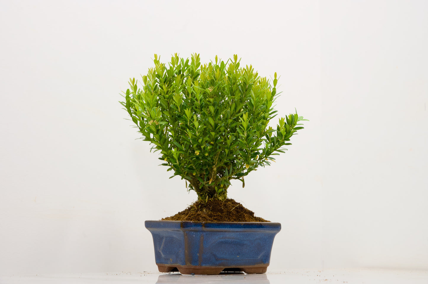 Chinese Box  Bonsai Tree Broom Style  - 15cm Blue Ceramic Pot