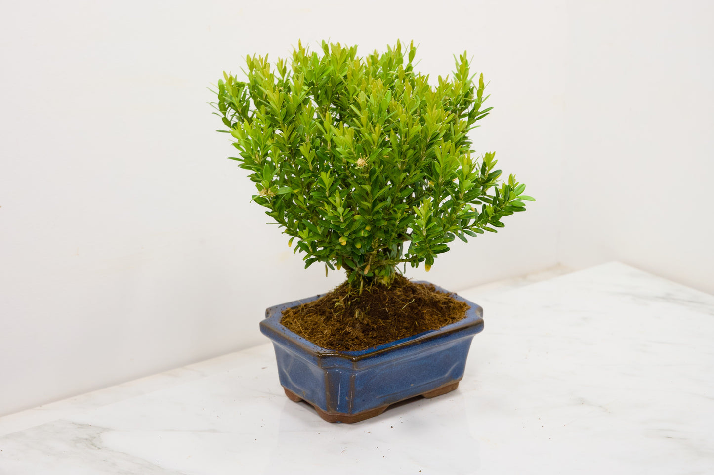 Chinese Box  Bonsai Tree Broom Style  - 15cm Blue Ceramic Pot