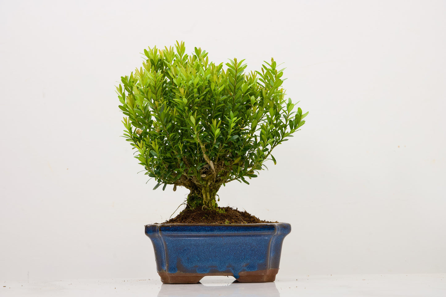Chinese Box  Bonsai Tree Broom Style  - 15cm Blue Ceramic Pot