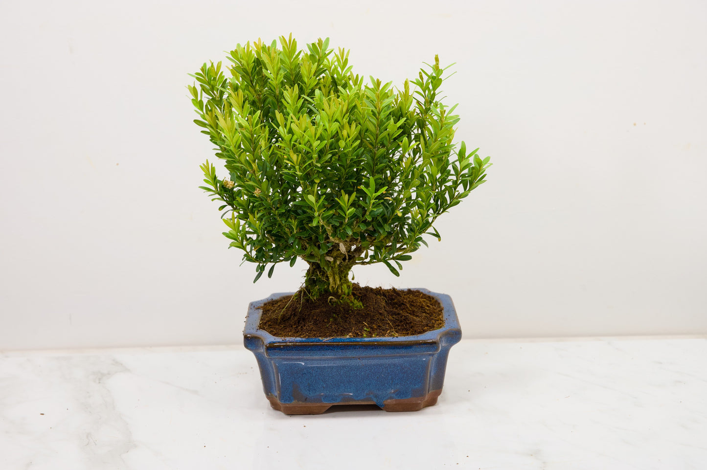 Chinese Box  Bonsai Tree Broom Style  - 15cm Blue Ceramic Pot