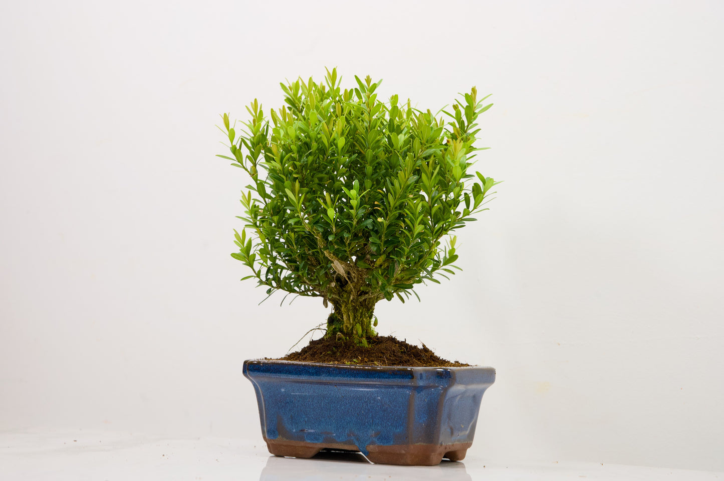 Chinese Box  Bonsai Tree Broom Style  - 15cm Blue Ceramic Pot
