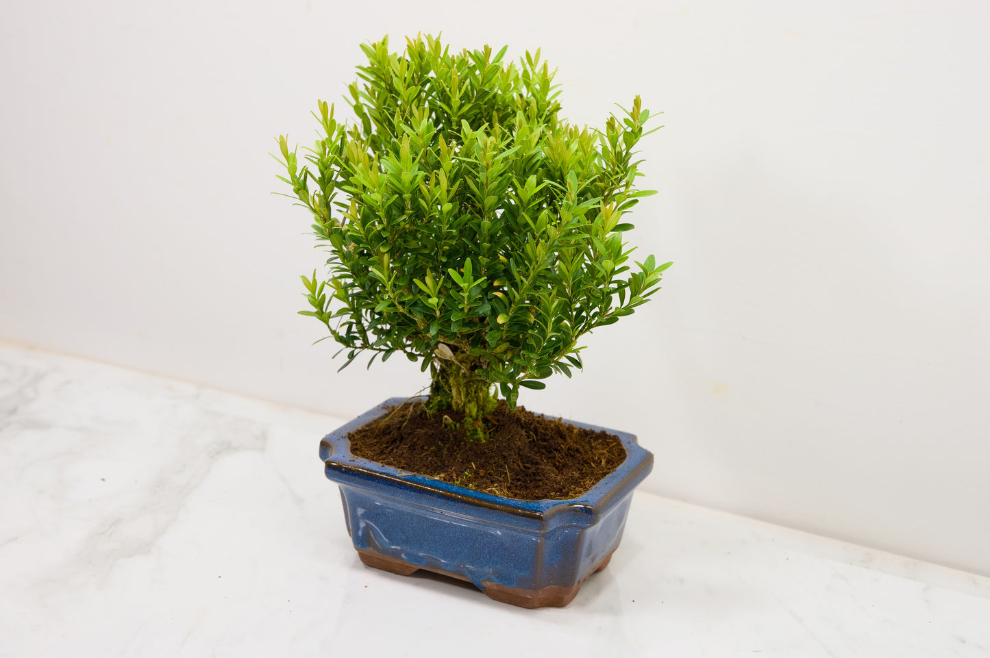 Chinese Box  Bonsai Tree Broom Style  - 15cm Blue Ceramic Pot