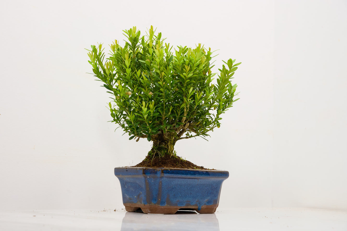 Chinese Box  Bonsai Tree Broom Style  - 15cm Blue Ceramic Pot