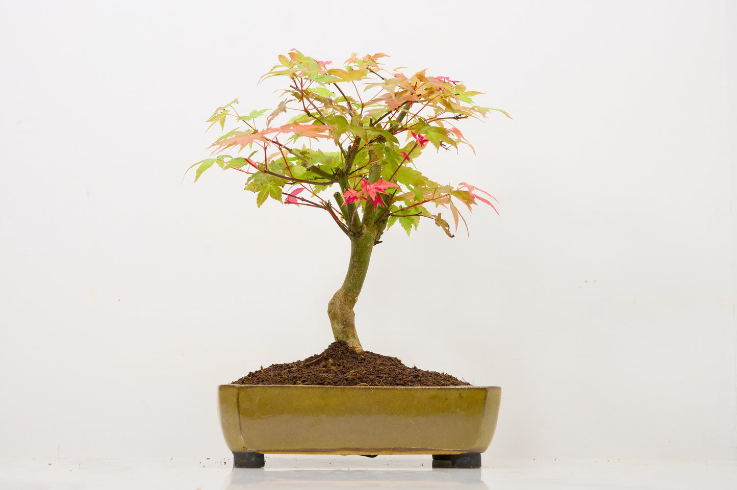 Deshojo Japanese Maple Bonsai+ Care Kit