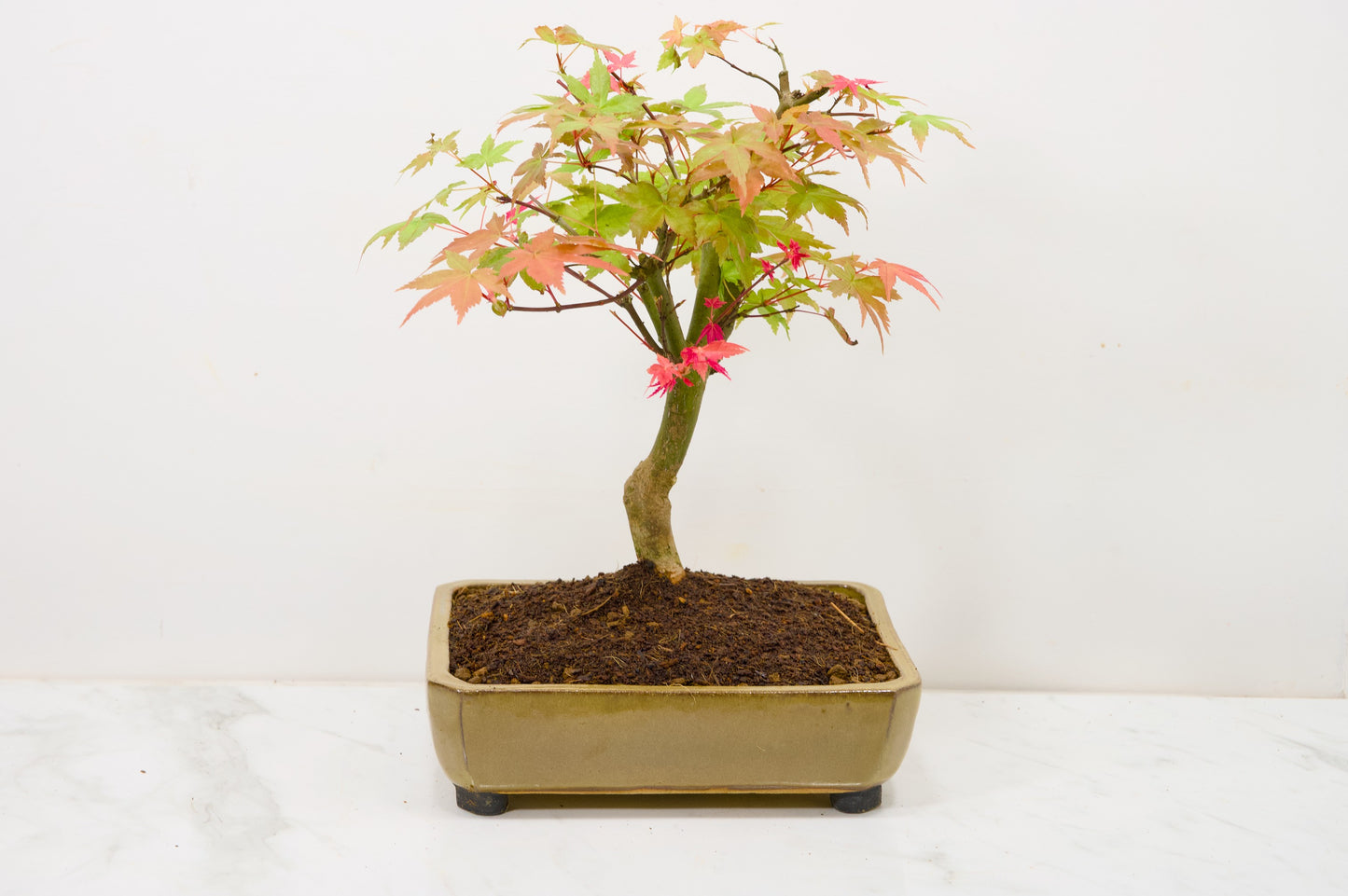 Deshojo Japanese Maple Bonsai+ Care Kit