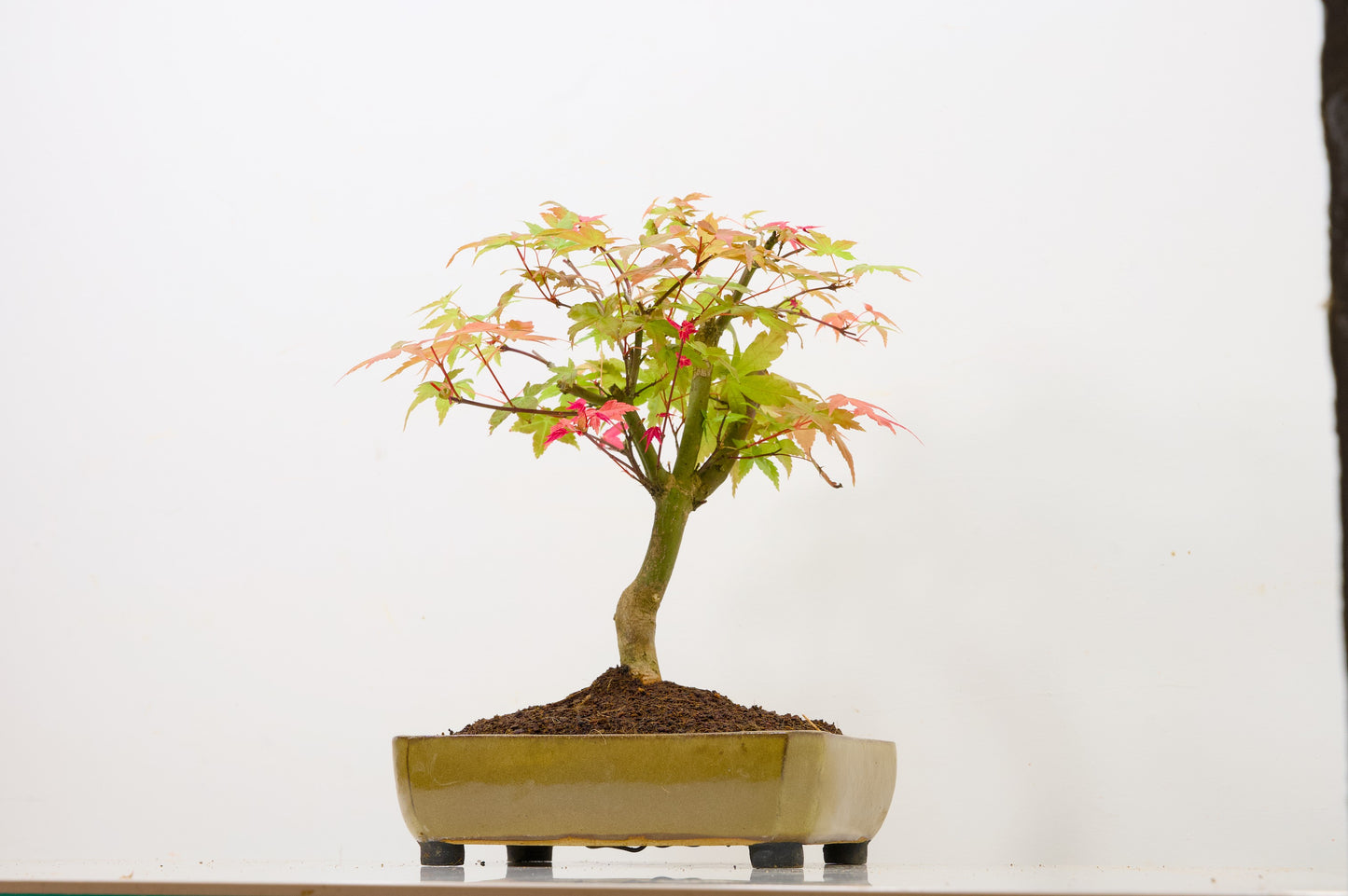Deshojo Japanese Maple Bonsai+ Care Kit