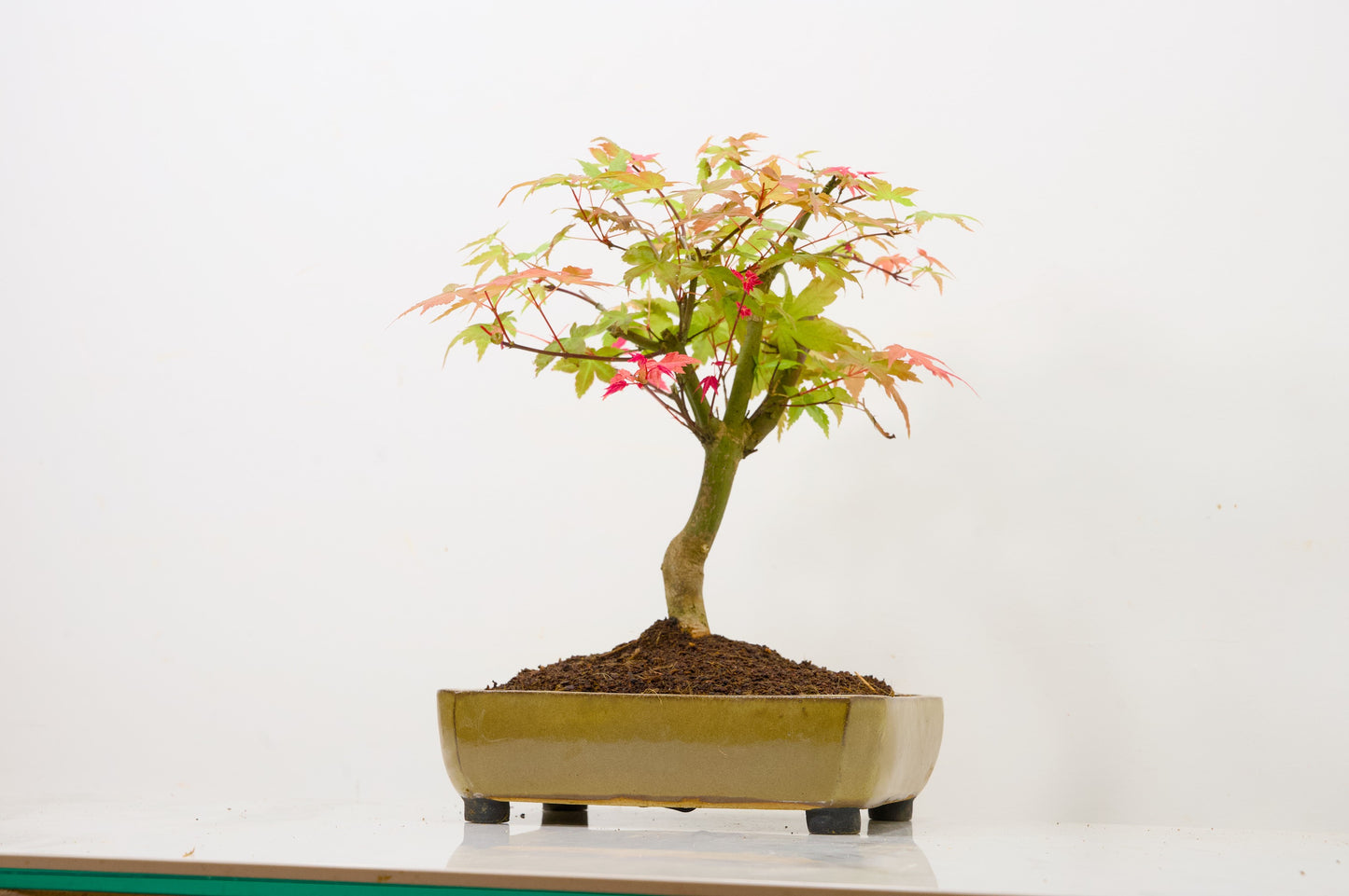 Deshojo Japanese Maple Bonsai+ Care Kit