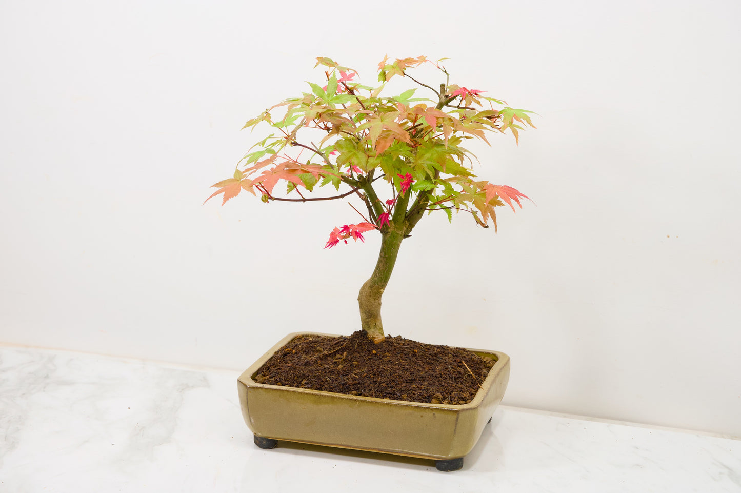 Deshojo Japanese Maple Bonsai+ Care Kit